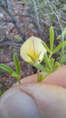 Lotononis dissitinodis