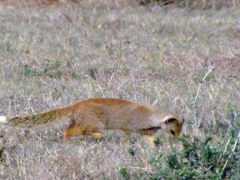 Cynictis penicillata penicillata