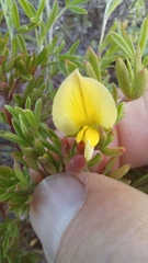 Lotononis dissitinodis