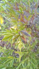 Lotononis dissitinodis