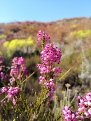 Erica lateralis