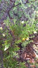 Lotononis dissitinodis