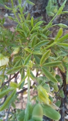 Lotononis dissitinodis