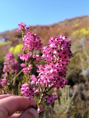 Erica lateralis