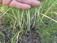 Allium lineare