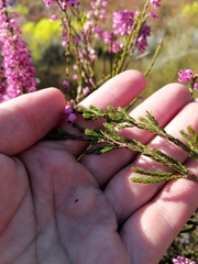 Erica lateralis