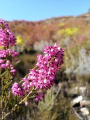 Erica lateralis
