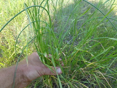 Allium lineare