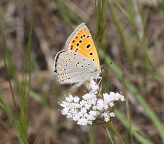 Lycaena candens