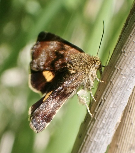Small Yellow Underwing, Zandleij, Udenhout, Noord-Brabant, NL, photo 8 of 10