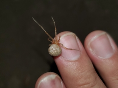 Tidarren sisyphoides