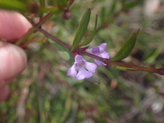 Hemigenia cuneifolia