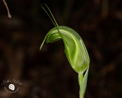 Pterostylis ophioglossa
