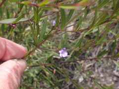 Hemigenia cuneifolia