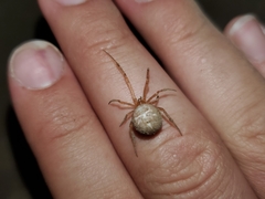 Tidarren sisyphoides