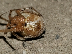 Tidarren sisyphoides