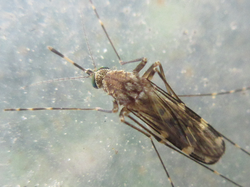 Culex orientalis · iNaturalist