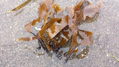 Laminaria sinclairii