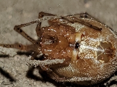 Tidarren sisyphoides