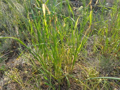 Allium lineare