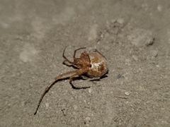 Tidarren sisyphoides