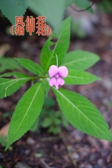 Impatiens macrovexilla