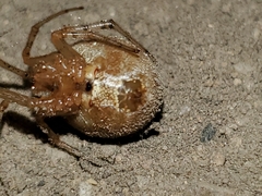 Tidarren sisyphoides