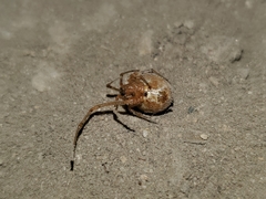 Tidarren sisyphoides