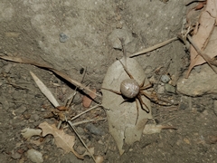 Tidarren sisyphoides