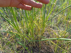 Allium lineare
