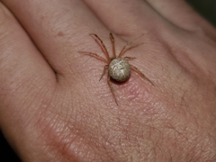 Tidarren sisyphoides