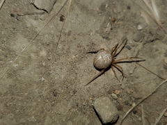 Tidarren sisyphoides