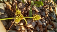 Cyperus uitenhagensis