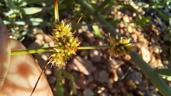 Cyperus uitenhagensis