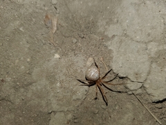 Tidarren sisyphoides