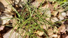 Cyperus uitenhagensis