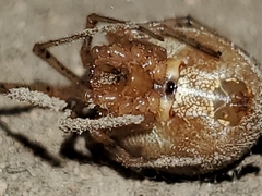 Tidarren sisyphoides