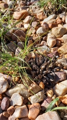 Cyperus uitenhagensis