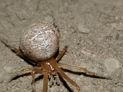 Tidarren sisyphoides