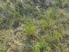 Allium lineare
