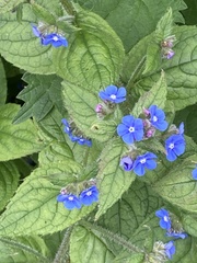 Pentaglottis sempervirens