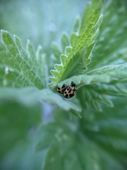 Propylea quatuordecimpunctata