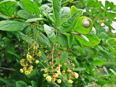 Berberis amurensis
