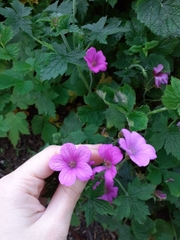 Geranium