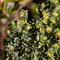 Pimelea serpyllifolia serpyllifolia