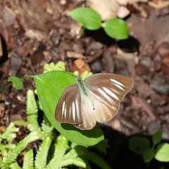Appias lyncida