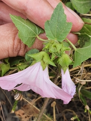 Malva trimestris image