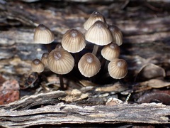 Mycena marangania