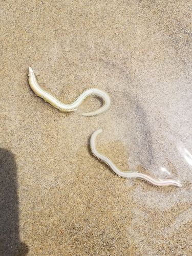 photo of Catworms (Nephtyidae)