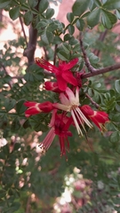 Erythrophysa alata